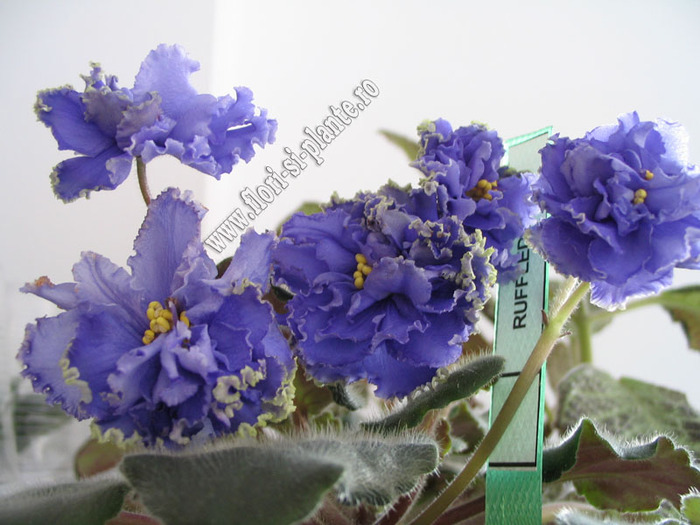 Saintpaulia Ruffled Skies 4 - VIOLETE AFRICANE  - Saintpaulia