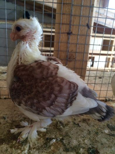 image - 25_BLONDINETI-SATINETI-BLUETI-SILVERETI PUI 2017