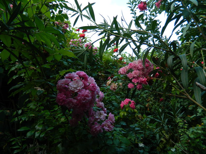 DSCN4506 - 2016 AUGUST