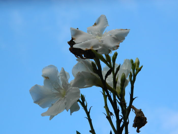 DSCN4513 - 2016 AUGUST