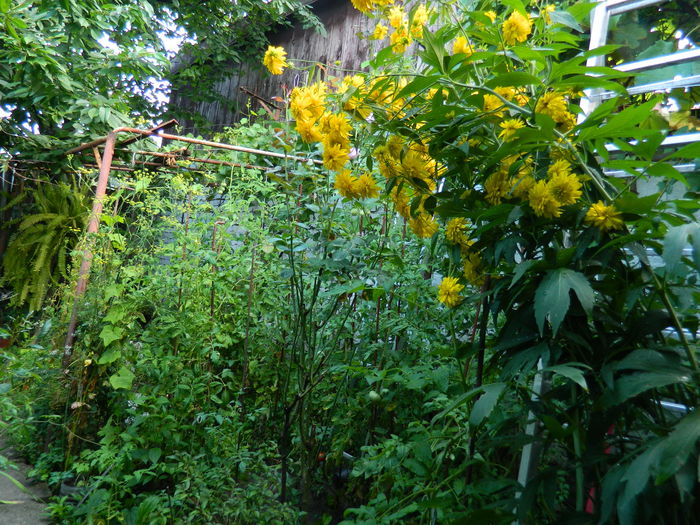 DSCN4518 - 2016 AUGUST