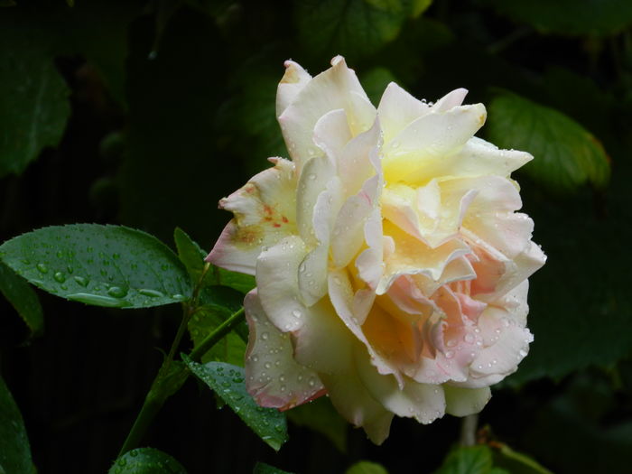 DSCN4550 - 2016 AUGUST