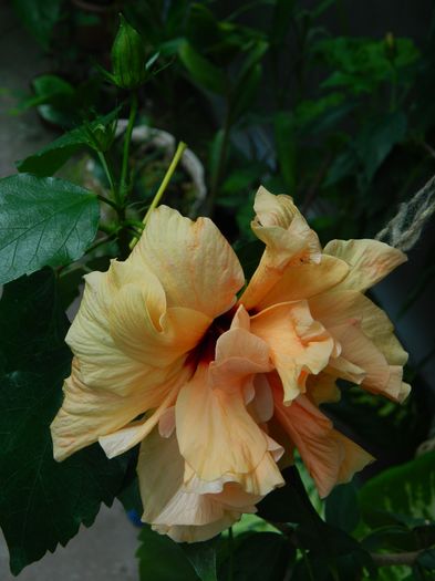 DSCN4556 - 2016 AUGUST