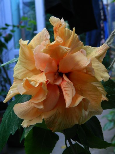 DSCN4557 - 2016 AUGUST