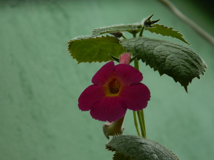 DSCN4609 - 2016 AUGUST