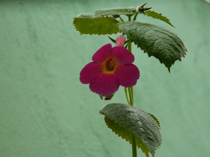 DSCN4610 - 2016 AUGUST