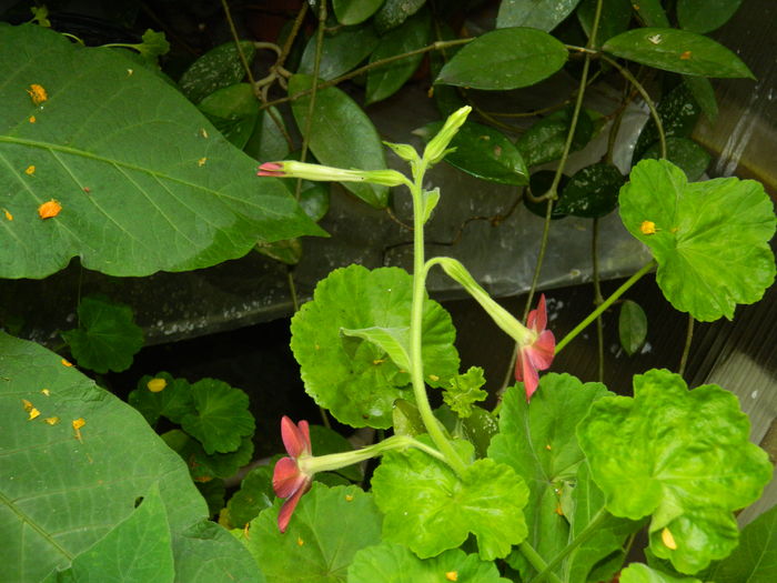 DSCN4637 - 2016 AUGUST