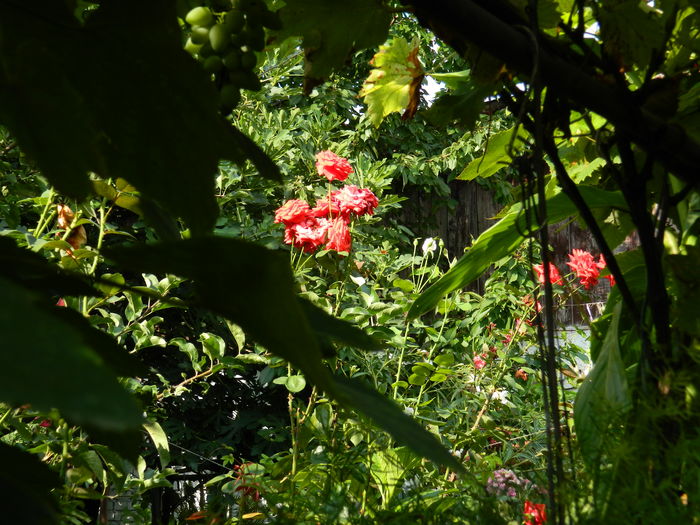 DSCN4639 - 2016 AUGUST