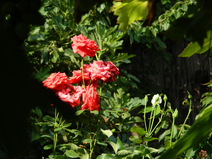 DSCN4640 - 2016 AUGUST