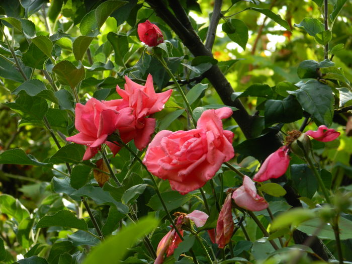 DSCN4647 - 2016 AUGUST