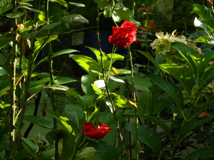 DSCN4649 - 2016 AUGUST