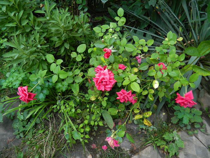 DSCN4652 - 2016 AUGUST
