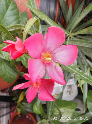 IMG_20160803_183513_HDR