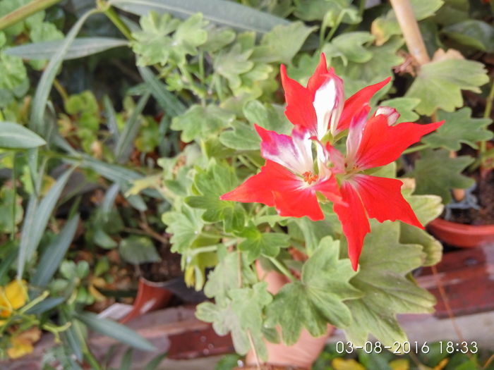 IMG_20160803_183351_HDR