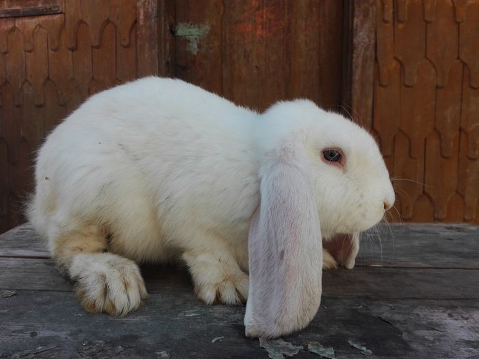 MASCUL 100 RON vandut