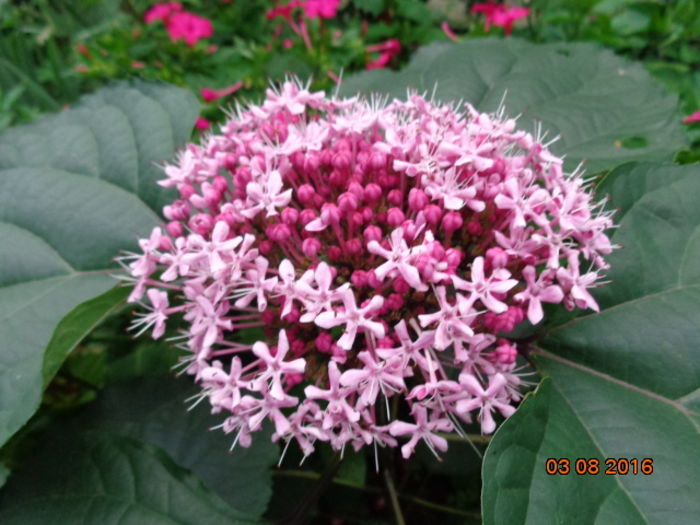  - Clerodendron bungei