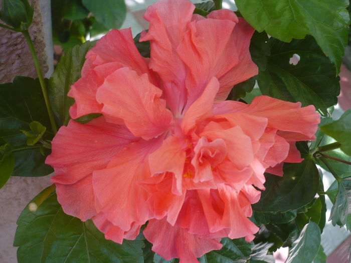 P1280773 - HIBISCUSI 2016-4