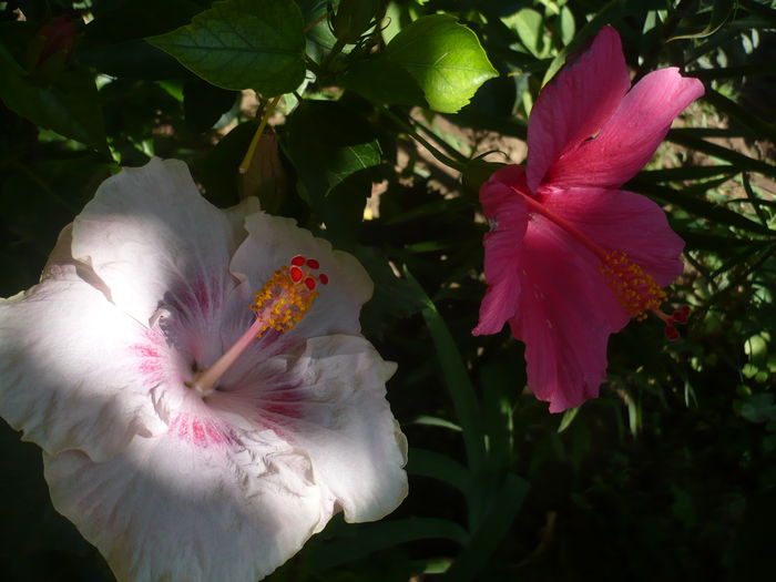 P1280796 - HIBISCUSI 2016-4