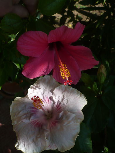 P1280798 - HIBISCUSI 2016-4