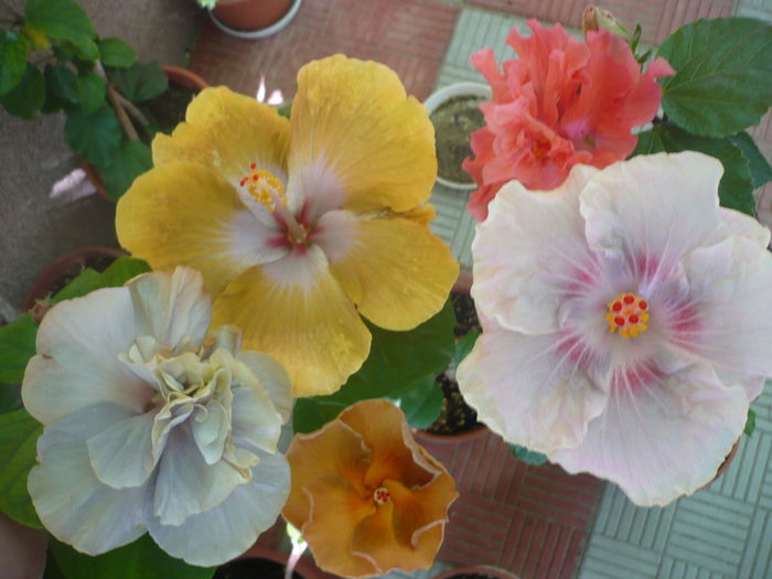 P1280803 - HIBISCUSI 2016-4