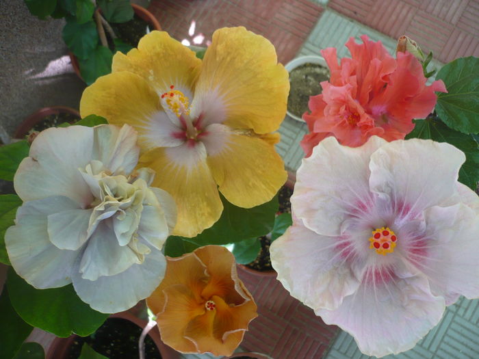 P1280804 - HIBISCUSI 2016-4