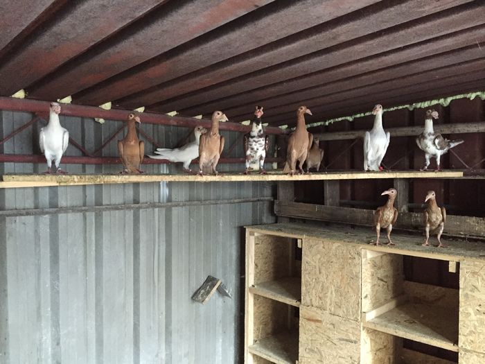 image; De vanzare 5 perechi!
