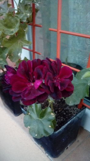 14704188612002129318595 - Muscate si alte plante