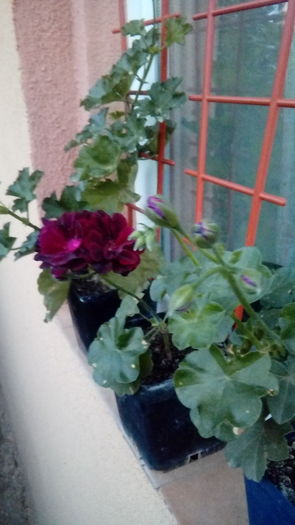 14704188752771443231073 - Muscate si alte plante