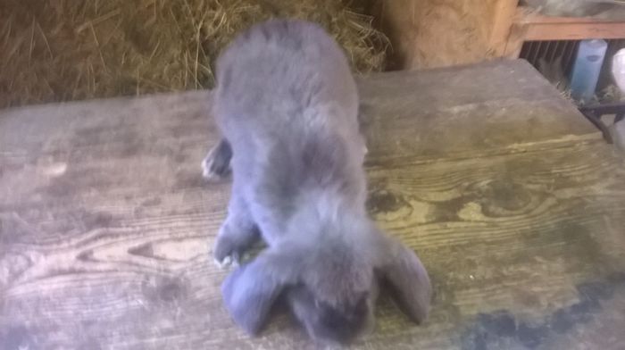 M1 (2) - Pentru Pop Alexandru Iulian