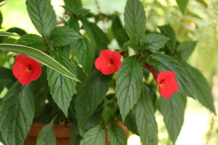  - Achimenes and co