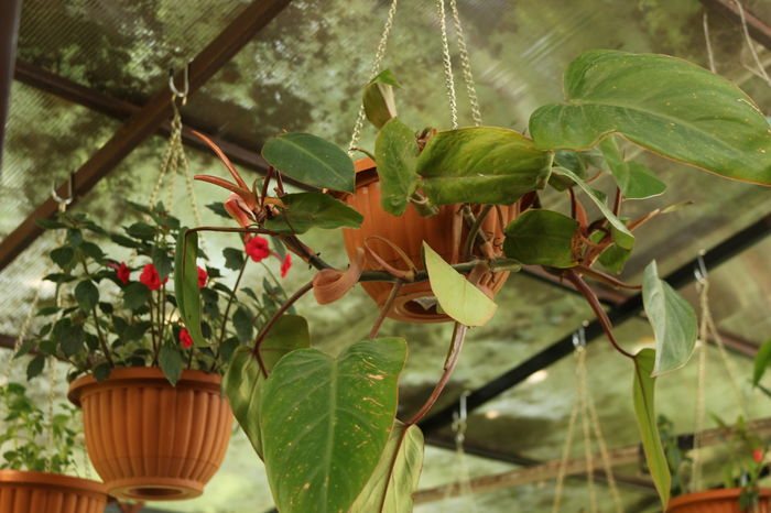  - Plante ghiveci