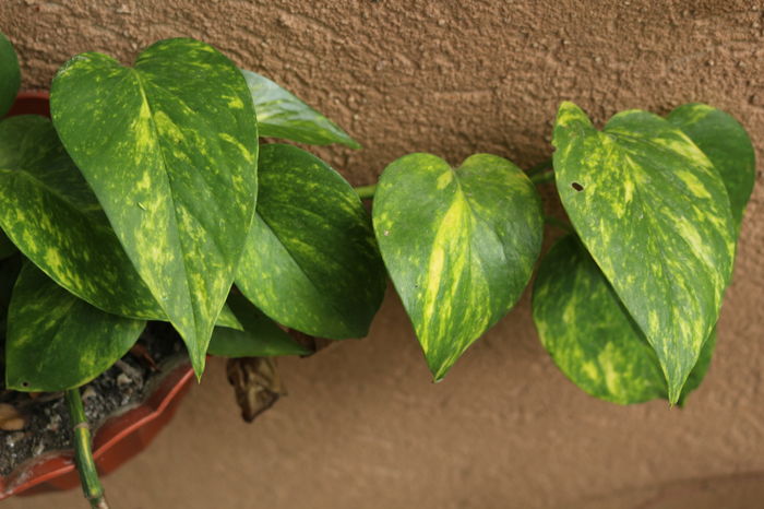 - Plante ghiveci