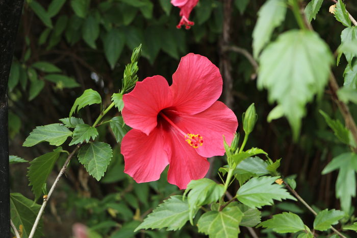  - Plante ghiveci