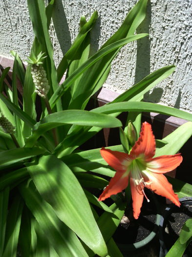 IMG_20160706_134128 - 01-Flori din curtea mea 2016