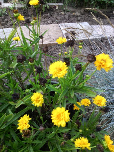 coreopsis - 01-Flori din curtea mea 2016