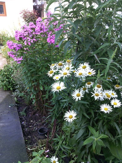 margarete - 01-Flori din curtea mea 2016