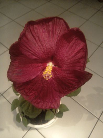 Hibiscus moscheutos