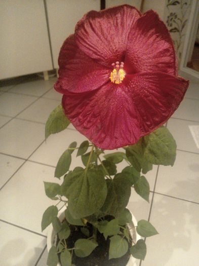 Hibiscus moscheutos