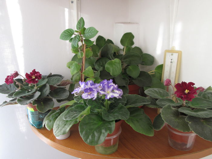 IMG_5790 - GRUP VIOLETE