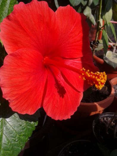 20160806_101143 - Hibiscus