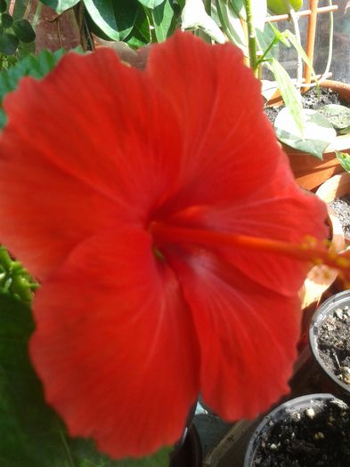 20160806_101149 - Hibiscus
