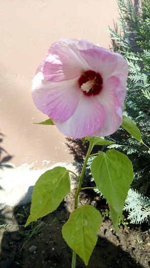 Hibi motoscheus luna rose - outdoor