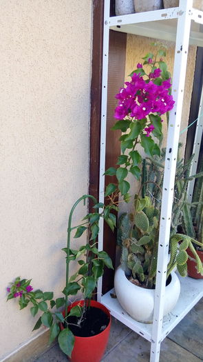 Bouga - outdoor