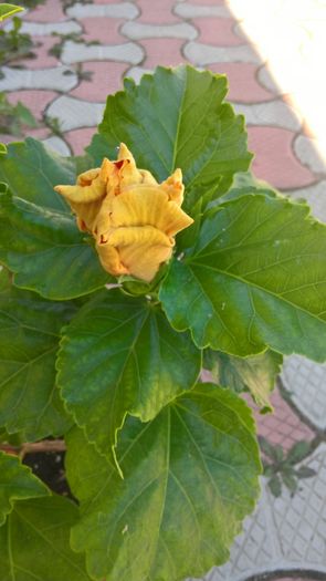 WP_20160806_11_39_33_Pro - Hibiscus Tahitian Spotted Sun