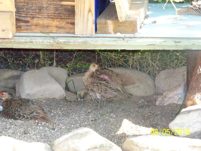 fazaneii la aproape 3 luni