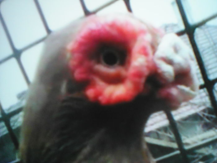 IMG_20160805_232720 - SELECTIV