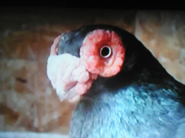 IMG_20160805_231701 - SELECTIV