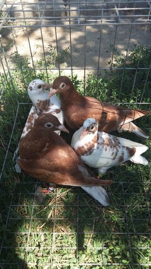 pui meulemans 2016 - AAAAABBBB Voiajori 2016