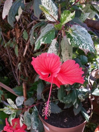 Surinam - hibiscus