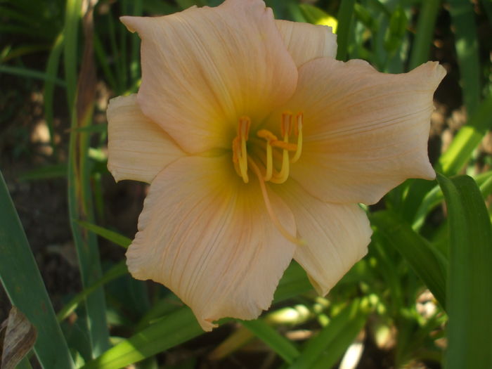 DSCF9174